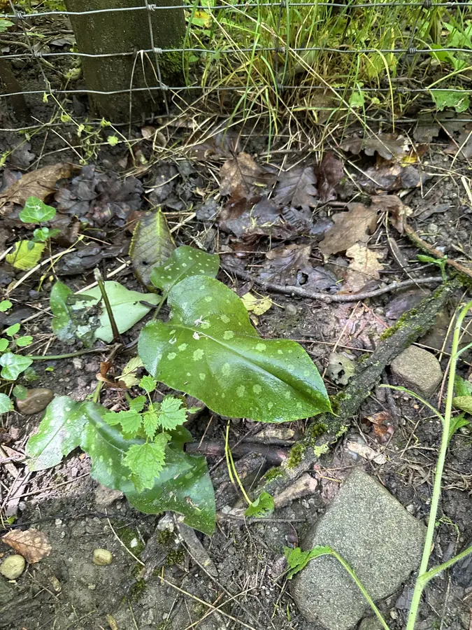 Naturéka Klub élő klubtalálkozó — 5